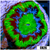 Monsoon Captive Spawned Acan Lord