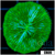 Nuclear Plate Coral