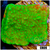 Sunburst Montipora