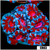 Cultured Teal Claw Acan Lord