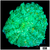 Nuclear Rhodactis Mushroom