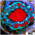 Monsoon Captive Spawned Acan Lord