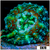 Monsoon Captive Spawned Acan Lord
