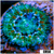 Monsoon Captive Spawned Acan Lord