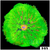 ASD Maxi Mini Carpet Anemone