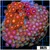 Indo Mixed Zoanthids Colony