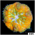 ASD Maxi Mini Carpet Anemone