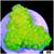 ASD Nuclear Poccilopora