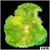 ASD Maxi Mini Carpet Anemone