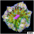 ASD Maxi Mini Carpet Anemone
