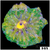 ASD Maxi Mini Carpet Anemone