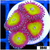 Candy Apple Zoanthids
