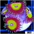 Candy Apple Zoanthids