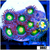 ASD Combo Zoas