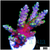 Galaxy Acropora