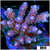 Indo Cultured Acropora Colony