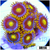 Blow Pop Zoas