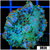 Rainbow Speckled Rhodactis Mushroom