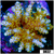 Indo Cultured Acropora Colony