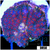 Galactis Rhodactis Mushroom