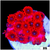 ASD Red Goniopora