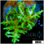 Indo Cultured Acropora Colony