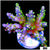 Galaxy Acropora