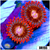 ASD Crimson Galaxy Zoas