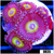 Candy Apple Zoas