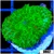Nuclear Rhodactis Mushroom