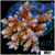 Indo Cultured Acropora Colony