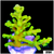 Nuclear Echinata Acropora