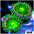 Dragon Eyes Zoas