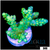 Enchanted Acropora