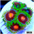 ASD Combo Zoas