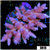 Indo Cultured Acropora Colony