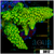 Indo Cultured Acropora Colony