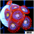 Fire And Ice Zoas