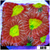 Acid Eyes Favia