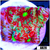 Grafted War Coral Favia