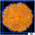 Orenji Eye Plate Coral
