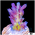 Daydream Acropora