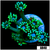 Neon Star Goni