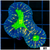Acid Eyes Lobophyllia
