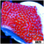 Indo Red Montipora Digitata