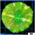 Neon Plate Coral