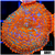Ultra Flamethrower Rhodactis Mushroom