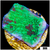 JF Cold Fusion Montipora