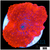 Aussie Deadpool Discosoma Mushroom