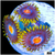 Blow Pop Zoas